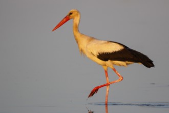 White Stork (Ciconia ciconia) foraging in shallow water, Lesvos, Greece