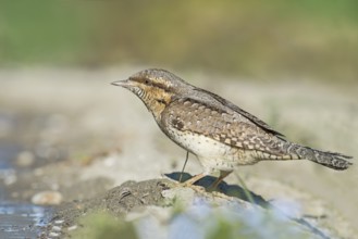 Eurasian Wryneck (Jynx torquilla) at water hole, Aosta Valley, Italy