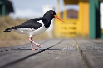 Eurasian Oystercatcher (Haematopus ostralegus), Schleswig-Holstein, Germany