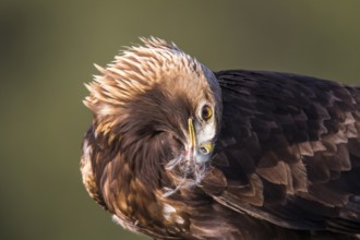 Golden Eagle (Aquila chrysaetos) female, Andalusia, Spain