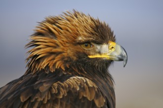 Golden Eagle (Aquila chrysaetos) captive, Austria