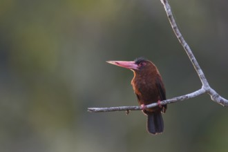 Purus Jacamar (Galbalcyrhynchus purusianus), Madre de Dios, Peru