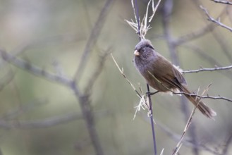 Brown Parrotbill (Cholornis unicolor) perched on a branch, Bumthang, Bhutan