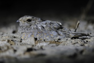 Sykes's Nightjar (Caprimulgus mahrattensis), India