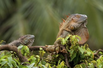 Green iguana (Iguana iguana)