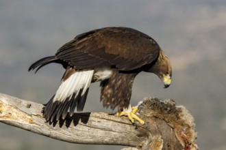 Golden Eagle (Aquila chrysaetos) immature, first winter plumage eating a rabbit, Castile and Leon,