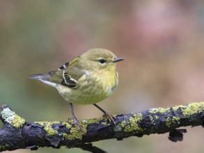 A Fall plumage Blackpoll Warbler, Setophaga striata, perched in Saskatoon, Canada