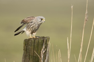 Torenvalk; Common Kestrel; Falco tinnunculus;