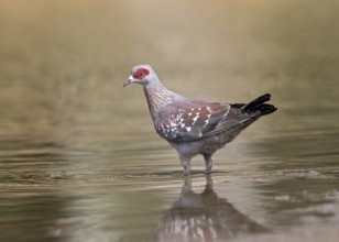 Speckled Pigeon (Columba guinea) at a waterhole, Gambia