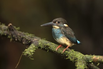 Blue-banded Kingfisher (Alcedo euryzona) male perched on a branch, Selangor, Malaysia