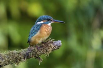 Common Kingfisher (Alcedo atthis) female perched on mossy branch, Mecklenburg-Western Pomerania,