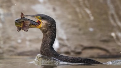 Great Cormorant (Phalacrocorax carbo) with captured Black bullhead (Ameiurus melas) prey in beak,
