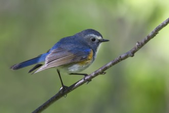 Orange-flanked Bluetail - Blauschwanz - Tarsiger cyanurus, Kazakhstan, male