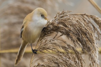 Bearded Reedling (Panurus biarmicus) female perched on a reed stalk, Baden-Wuerttemberg, Germany