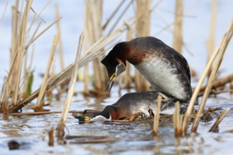 Red-necked Grebe (Podiceps grisegena) invitating to mating on nest, Mecklenburg-Western Pomerania,