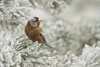 Grey-crowned Rosy Finch (Leucosticte tephrocotis), New Mexico, USA