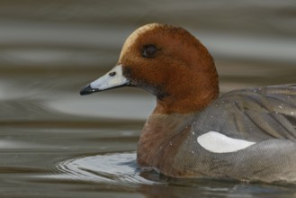 Eurasian Wigeon (Mareca penelope) male, Arizona, USA