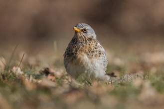 Fieldfare (Turdus pilaris), Lower Saxony, Germany