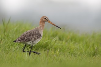 Black-tailed Godwit (Limosa limosa) walking in marsh, Netherlands