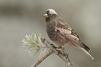 Black Rosy Finch (Leucosticte atrata), New Mexico, USA