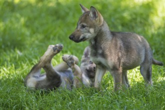 European Wolf (Canis lupus) two playing young, Lower Saxony, Germany