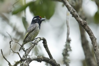 Banded Barbet (Lybius undatus leucogenys), Kafa, Ethiopia