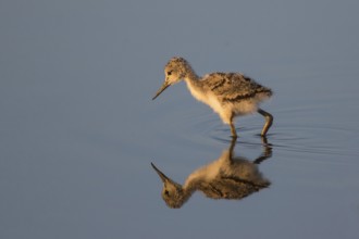 Pied Avocet (Recurvirostra avosetta) chick, Lesvos, Greece
