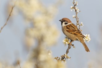 Eurasian Tree Sparrow (Passer montanus), Lake Neusiedl, Austria