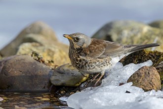 Fieldfare (Turdus pilaris) drinking at an icy creek, Mecklenburg-Western Pomerania, Germany