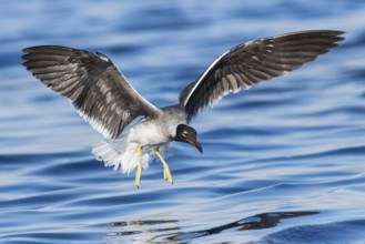 White-eyed Gull (Ichthyaetus leucophthalmus) flying, Eilat, Israel