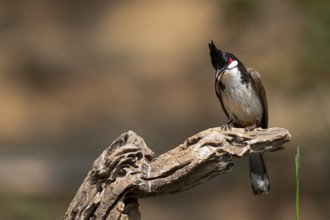 Red-whiskered Bulbul (Pycnonotus jocosus hainanensis), Yunnan, China