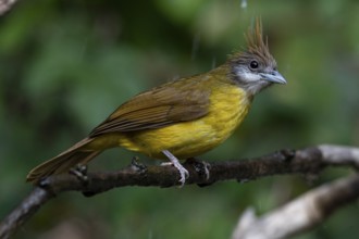 White-throated Bulbul (Alophoixus flaveolus burmanicus), Yunnan, China