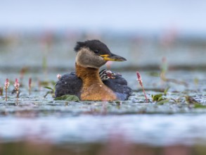 Red-necked Grebe (Podiceps grisegena), Mecklenburg-Western Pomerania, Germany