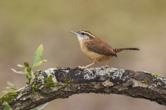 Carolina Wren (Thryothorus ludovicianus) perched on a trunk, Texas, USA