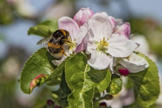 Erdhummel (Bombus terrestris) sammelt Nektar an an blühendem Apfelbaum (Pyrus malus), Hessen,