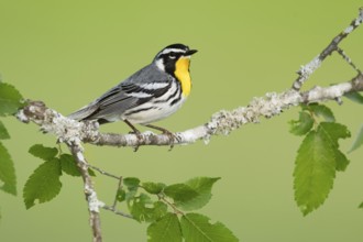 Yellow-throated Warbler (Setophaga dominica), Texas, USA