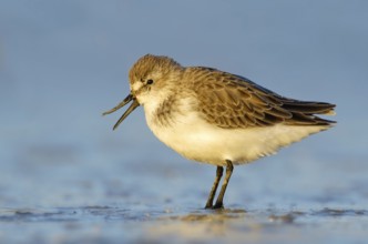 Western Sandpiper (Calidris mauri), Texas, USA