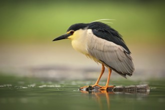 Night heron, Nycticorax nycticorax, grey water bird sitting in the water, Hungary