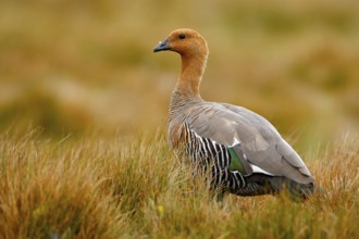 Goose in the grass, Chloephaga hybrida, Kelp goose, is a member of the duck, goose. It can be found