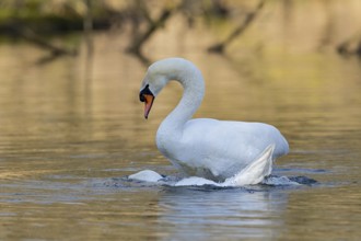 Mute Swan (Cygnus olor) pair mating, Baden-Wuerttemberg, Germany