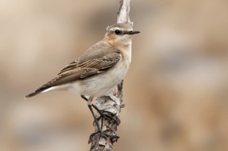 Northern Wheatear (Oenanthe oenanthe) female, Texas, USA
