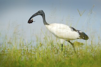 Bird in water grass with big insect in the bill. Wildlife scene from Okavango delta, Botswana.