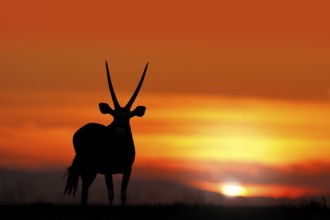 Oryx with orange sand dune evening sunset. Gemsbock large antelope in nature habitat, Sossusvlei,