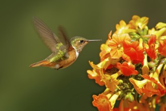 Volcano Hummingbird, animal in the nature habitat, mountain tropical forest, wildlife from Costa