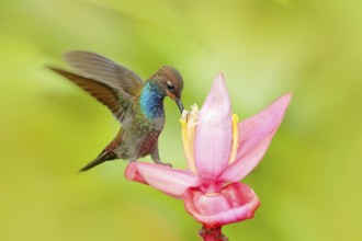 Bird sucking nectar from pink bloom. Hummingbird with flower. White-tailed Hillstar, Urochroa