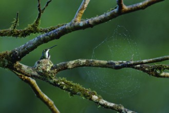 Tinny bird in the small nest on the tree branch with cobweb. Hummingbird Green-breasted Mango in