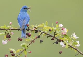 Mountain Bluebird (Sialia currucoides) male perched on a branch with food in its beak, British