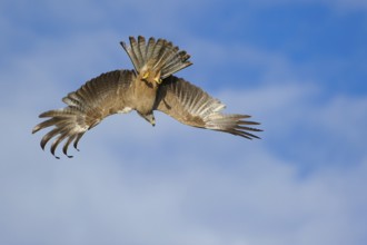 Schwarzer Milan im Flug jagend