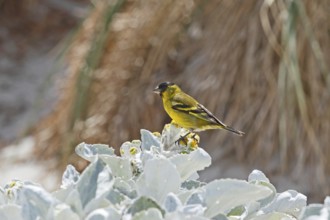Black-chinned Siskin (Spinus barbatus) male, Falkland Islands