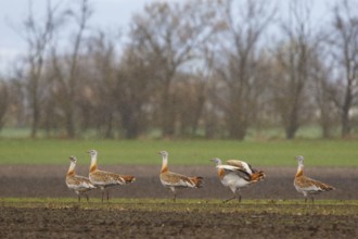 Great Bustard (Otis tarda) male, Hungary